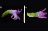 Encuentran una especie de orquídea cuyos pétalos rosados parecen cristales