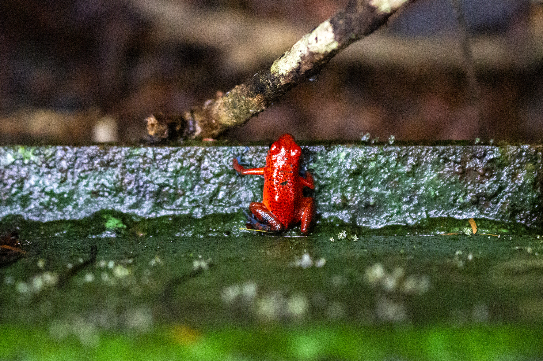 Rana Roja de Ojos Azules (Duellmanohyla uranochroa) 
Es una rana arbórea amenazada por el cambio climático. Habitante de las montañas y del parque Nacioanal Tortuguero. Su color rojo con ojos azules es un ejemplo de aposematismo (advertencia de toxicidad cutánea leve).
