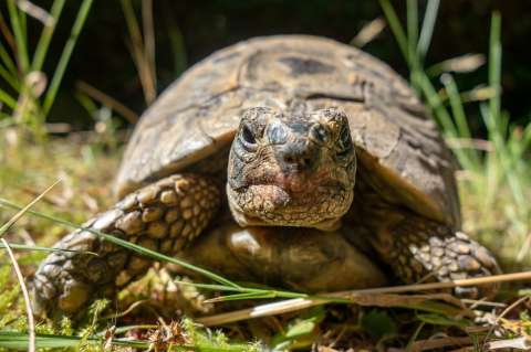 Para liberarlos, la CAR trasladará 54 animales silvestres desde Cundinamarca hasta Yopal
