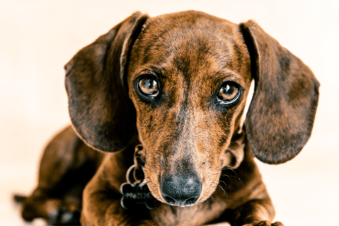El desafío de criar perros salchicha: ¿estética o bienestar animal?