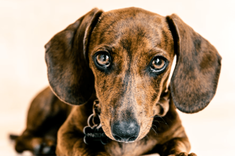 El desafío de criar perros salchicha: ¿estética o bienestar animal?