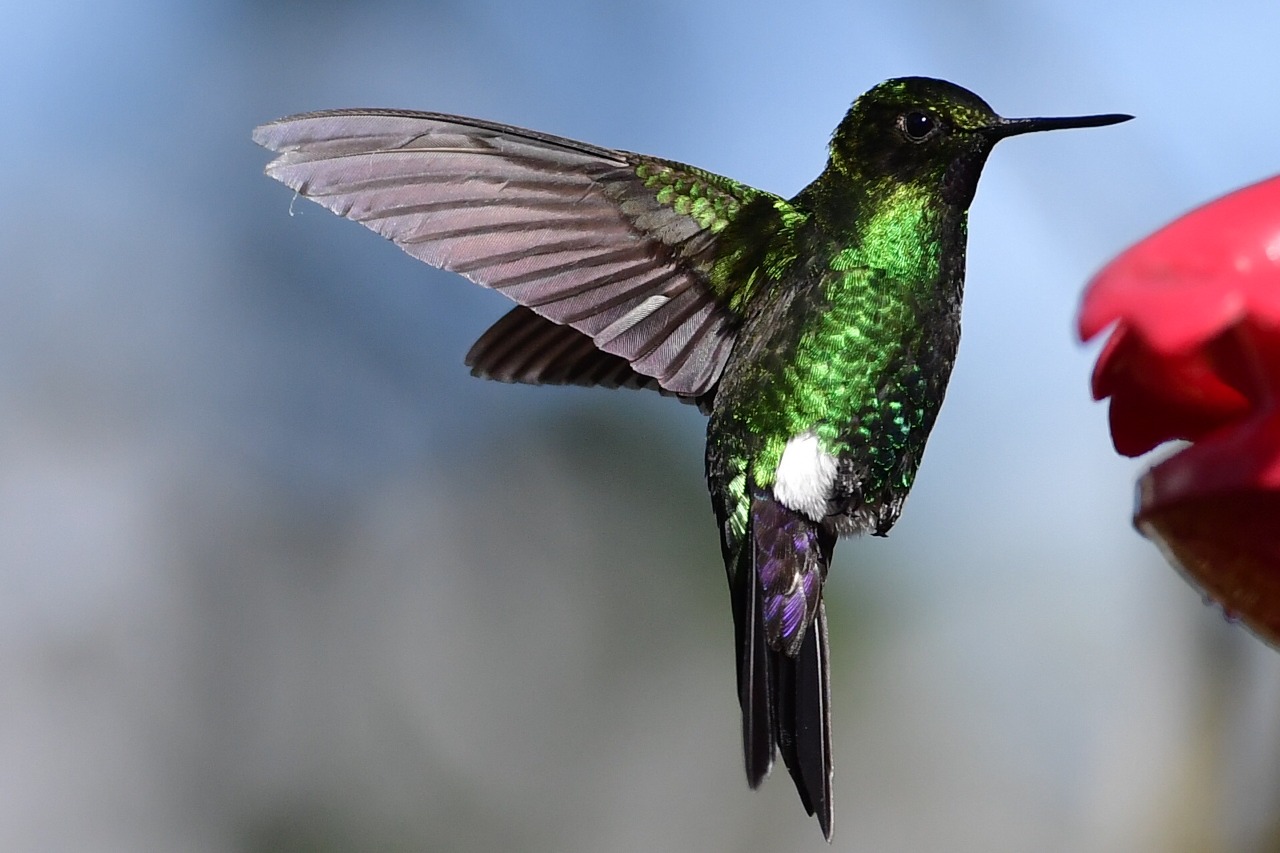 En Monserrate, en Bogotá, se pueden ver multitud de especies de colibríes.