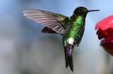 Colombia busca de nuevo ganar la competencia de aves más importante del mundo
