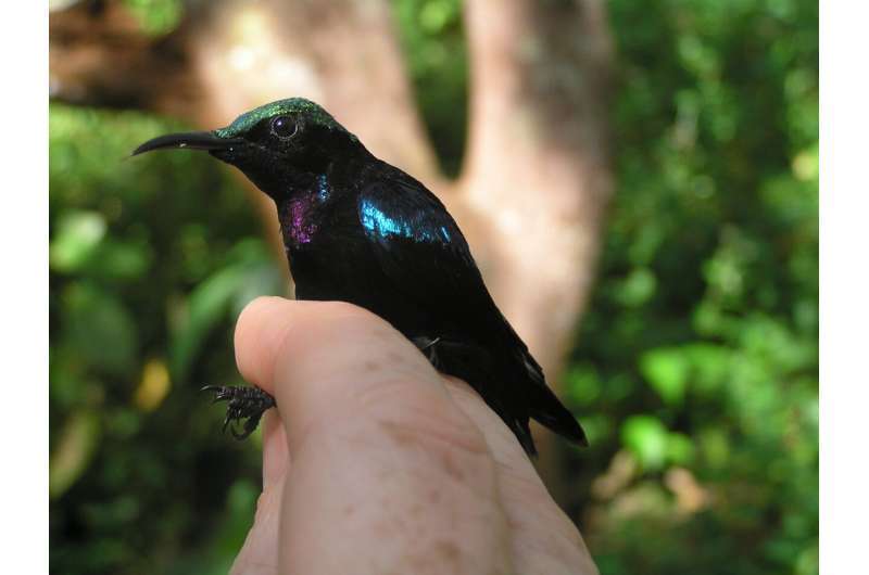 Una de las nuevas especies de aves que encontraron los investigadores en Indonesia.