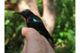 Encuentran hermosas especies de aves en islas remotas de Indonesia