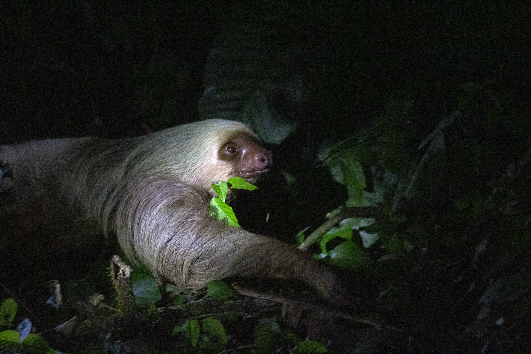 Perezoso de dos dedos (Choloepus hoffmanni) 
El metabolismo más lento de cualquier mamífero no letárgico. Puede tardar hasta un mes en digerir una hoja. En Costa Rica es posible verlo incluso en cafetales con árboles dispersos. Su pelaje alberga algas simbióticas que le dan un tono verdoso en temporada húmeda, camuflaje perfecto.