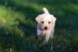 ¿Qué beneficios trae tener un perro?