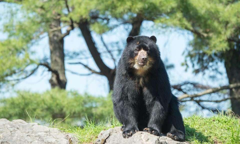 El oso andino es el único oso nativo de Sudamérica / Cortesía