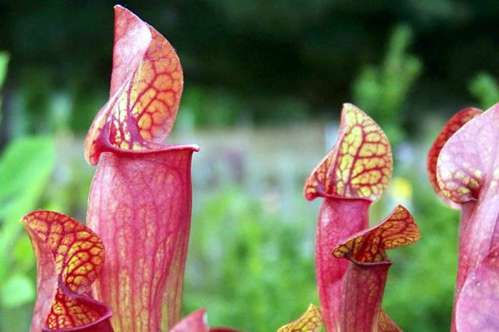 La planta carnívora americana, sarracenia purpurea. / Mark Freeth