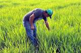 El arroz, entre la disputa arancelaria con Ecuador y la crisis interna del sector