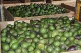 Aguacate Hass y otros logros de la economía colombiana