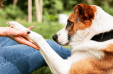 ¿Cómo saber si su perro es fiel a usted? Señales de que nunca lo abandonaría