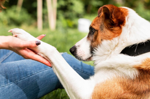 ¿Por qué a los perros no les gusta que les toquen las patas?
