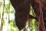 Hallan lepra en ardillas rojas en Reino Unido e Irlanda