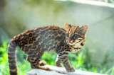 Aumenta el rescate de crías de felinos en el Huila: “los venden como mascotas”