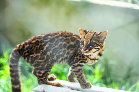 Aumenta el rescate de crías de felinos en el Huila: “los venden como mascotas”
