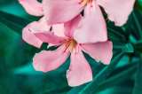 Adelfa: la planta de flores rosadas que embellece jardines pero requiere cuidado