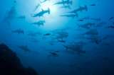 La diversidad del fondo marino, una riqueza inexplorada