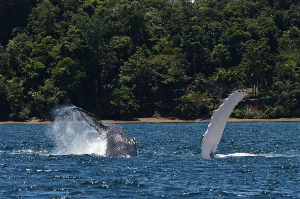 Anualmente más de 3000 ballenas yubarta llegan a las costas colombianas, gracias a esto el país es reconocido mundialmente por ser el destino de mayor migración estacional de ballenas jorobadas.