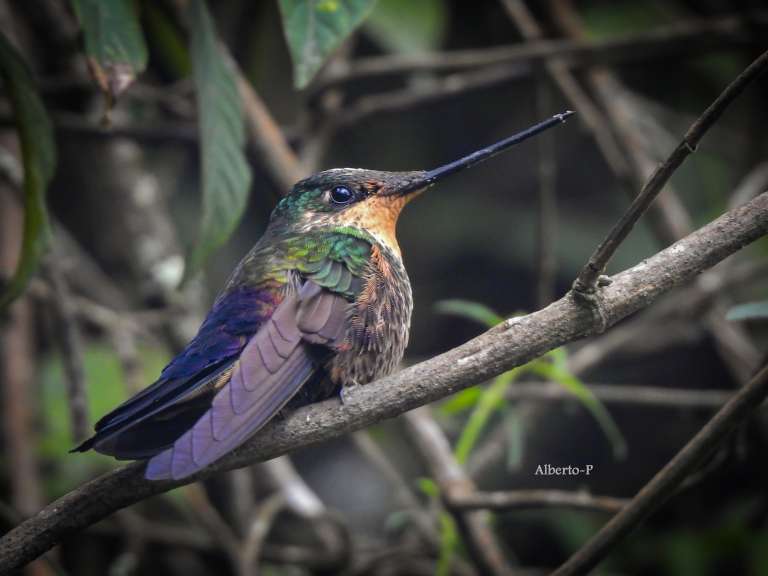 Se le puede encontrar en Colombia y Venezuela, en bosques húmedos tropicales y subtropicales, así como en bosques de montañay en bosques arbustivos a gran altitud.