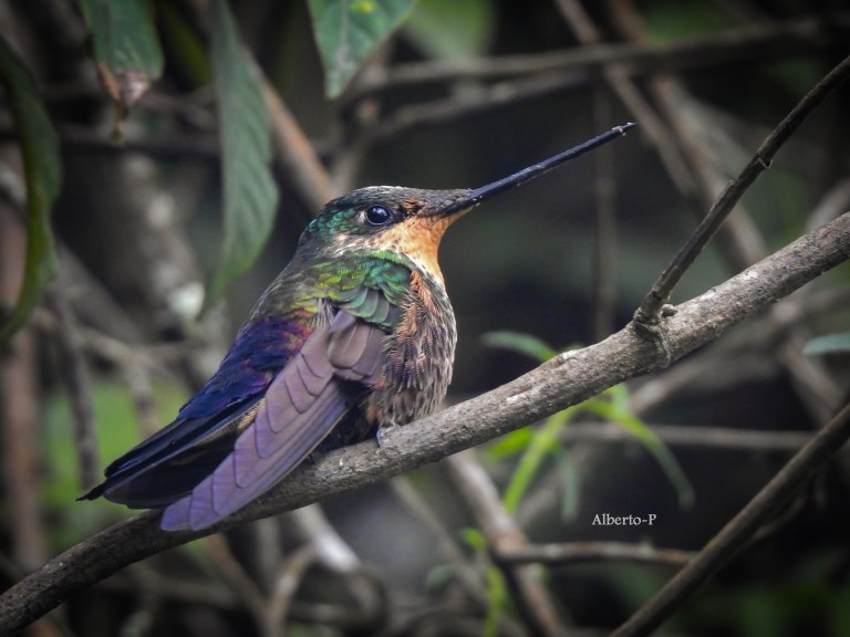 Se le puede encontrar en Colombia y Venezuela, en bosques húmedos tropicales y subtropicales, así como en bosques de montañay en bosques arbustivos a gran altitud.