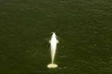 Aplicaron eutanasia a ballena beluga que se extravió en el río Sena, en Francia