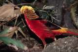 Las plumas que ayudan a este macho a conquistar, también lo vuelven un poco ciego al mundo
