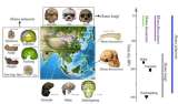 Investigadores descubren indicios de una posible antigua especie humana