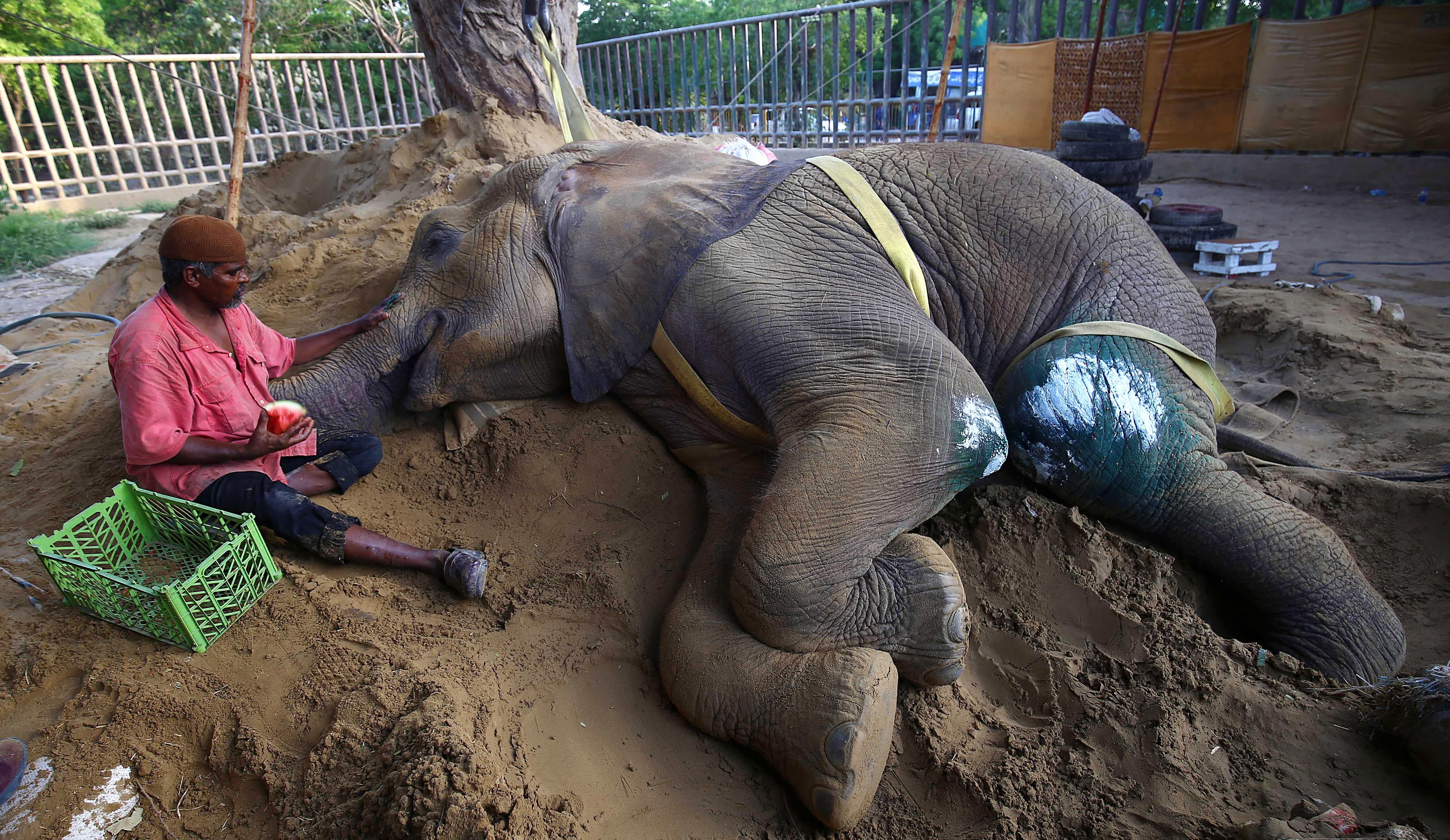 Karachi (Pakistan), 14/04/2023.- An elephant keeper tries to feed African elephant 'Noor Jahan' who is resting on a mound of sand at a zoo in Karachi, Pakistan, 14 April 2023. Veterinarians tried hard on 14 April to save the seriously ill 17-year-old female elephant who had fallen in a pond at the zoo in Karachi. 'Noor Jehan' is one of Pakistan's last four captive African elephants and has been ill for months. A team of veterinarians from the Vienna-based animal welfare organization 'Four Paws' had visited Karachi the previous week to treat the ailing mammal. The foreign vets made her stand up again before they returned home. But on 13 April 'Noor Jehan' fell into a pond and was pulled out using a crane, Amir Khalil, head of the team that treated her said. (Viena) EFE/EPA/SHAHZAIB AKBER