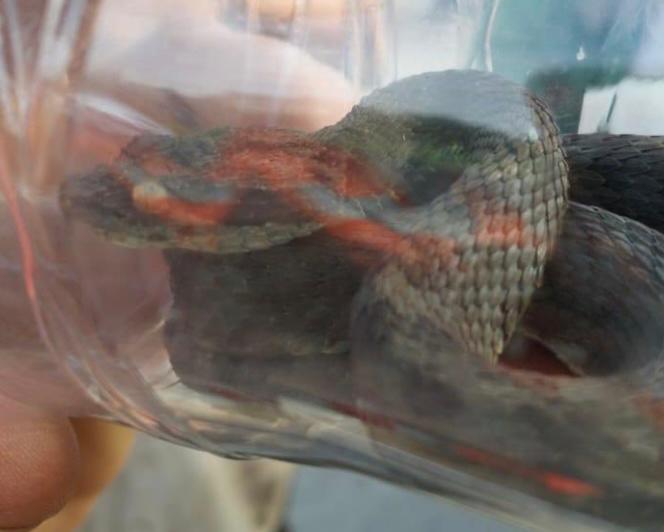 Rescatan a una serpiente que se encontraba atrapada en una botella de plástico