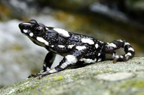 Perdida por 25 años reaparece en la Sierra Nevada la hermosa ´rana arlequín de la noche estrellada´