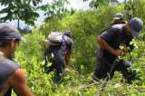 Colombia inicia erradicación manual de cultivos de coca con glifosato