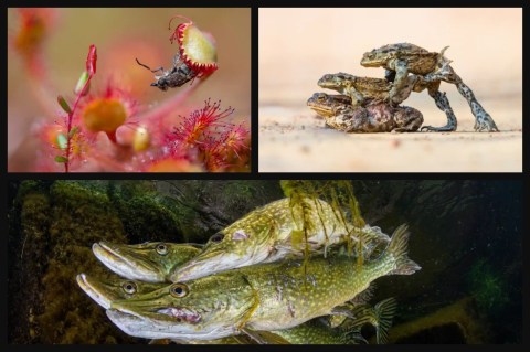 En imágenes: los ganadores del premio de fotografía de vida silvestre 2023