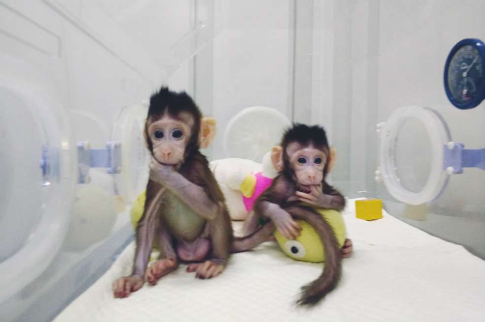 Un equipo de científicos chinos clonó recientemente a dos primates genéticamente idénticos. / CHINESE ACADEMY OF SCIENCES/EPA/EFE