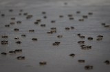 Científicos detectan plásticos en nidos de tortugas marinas en una isla remota de Brasil