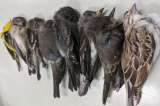 Necropsia revela que aves migratorias murieron de hambre en Estados Unidos