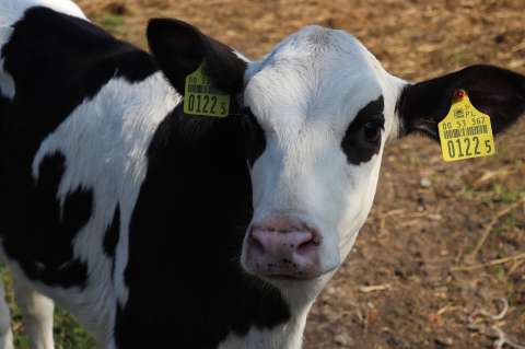 ¿Comer menos carne para evitar una crisis ambiental? Esto dice la ciencia