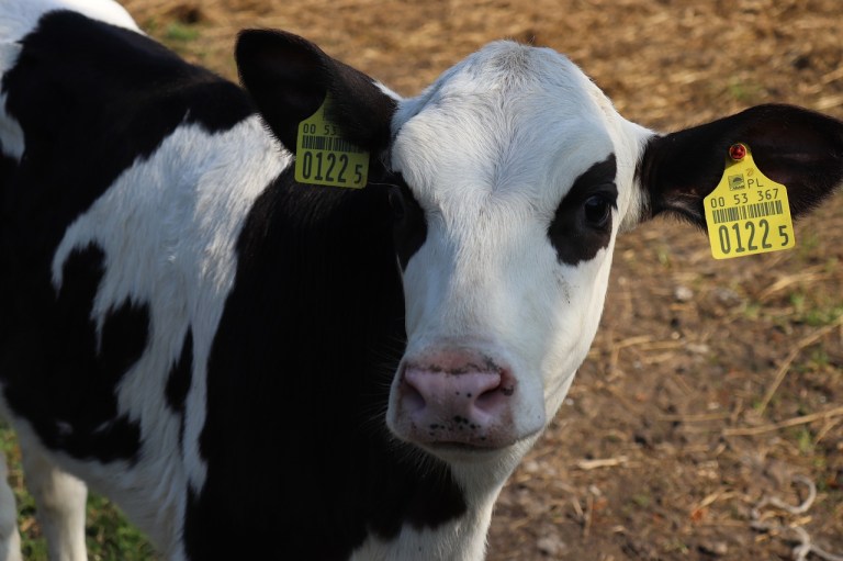 ¿Comer menos carne para evitar una crisis ambiental? Esto dice la ciencia