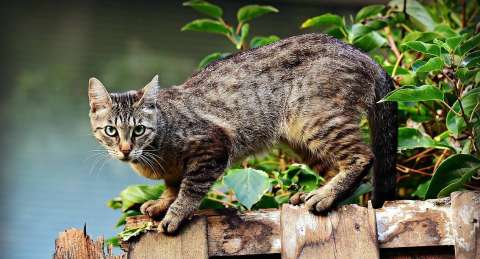¿Por qué hay gatos atigrados? Científicos responden