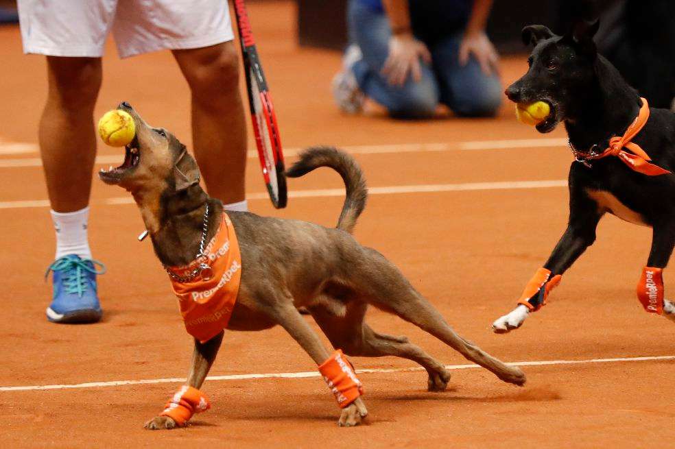 Una idea para que las personas adopten perros que fueron callejeros. / Efe