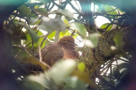 Nido de Torcaza residente en el parque Simón Bolívar.