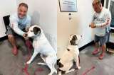 Perro abandonado por ser sordo es adoptado por una persona con pérdida de la audición