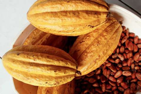 Cacao, otra gema colombiana