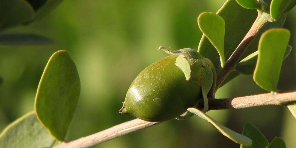 Las propiedades de la jojoba para la piel