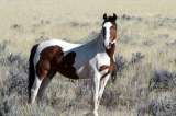 Según un estudio, los caballos salvajes están extintos