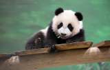 Después de 20 años, los osos pandas gigantes regresan a Estados Unidos