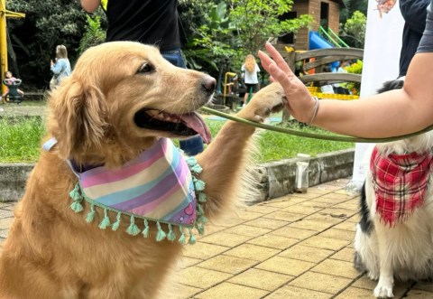 Plan para este fin de semana: asista al Guautón y ayude a perros y gatos abandonados