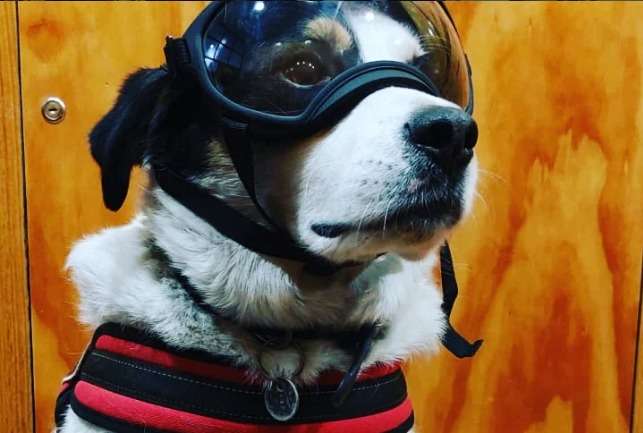 La historia de Copón, el perrito callejero que se convirtió en “bombero’”