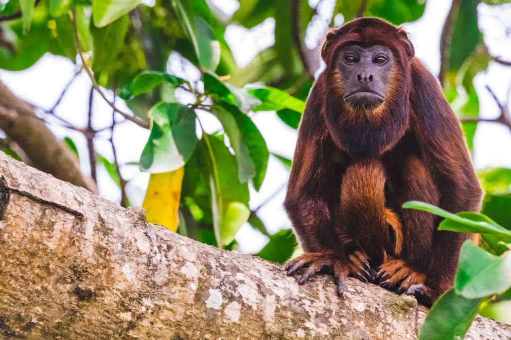 Turismo de naturaleza en Brasil, qué hacer en Brasil.
