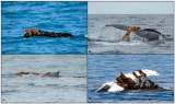 Las ballenas se divierten usando las algas como sombrero y exfoliante